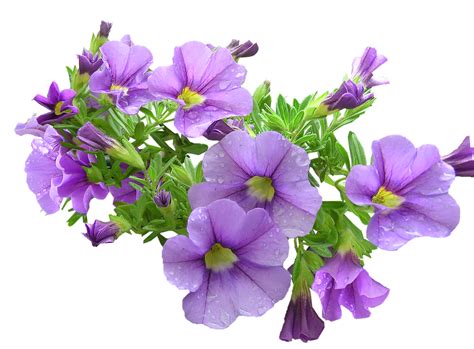 75+ Purple Flowers Png - flowers pictures png image