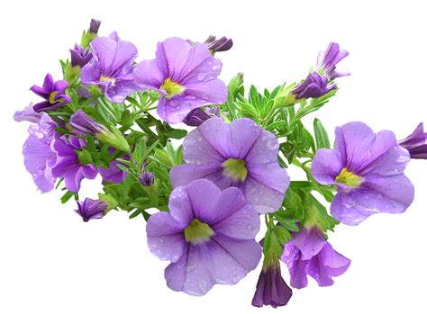 Purple Flowers Download Transparent PNG Image | PNG Arts