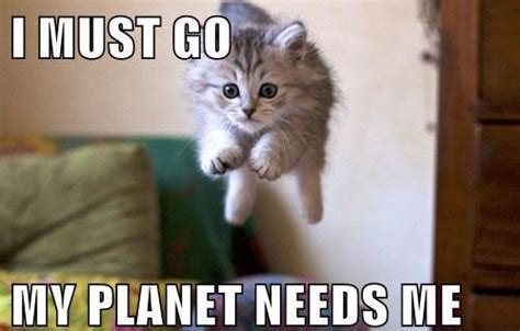 Flying Cat Funny Animals Pinterest