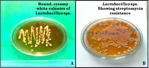 Lactobacillus Morphology