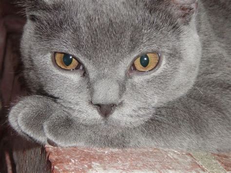 30 Cutest Pictures Of British Shorthair Cat Calvin