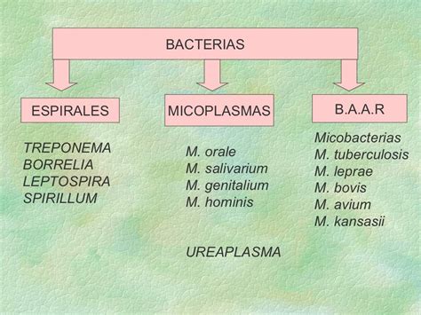 Las Bacterias Concepto Caractersticas Funciones Y Clasificacin