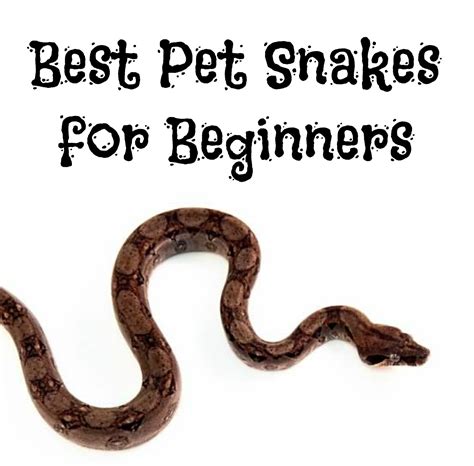 Best Pet Snakes For Beginners