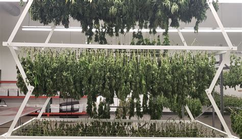 Drying Racks For Cannabis Spacesaver Storage Solutions