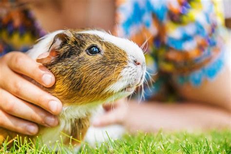 Pros And Cons Of Guinea Pigs As Pets Four Paw City