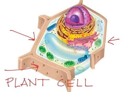 Eddie Plant Cell Wall Science Showme