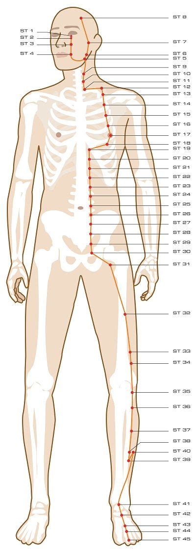 Download The Acupuncture Points Guidethe Entire Acupuncture Points