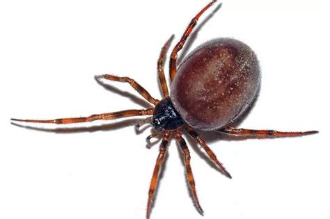False Widow Spider Ten Facts About Britains Most Poisonous That