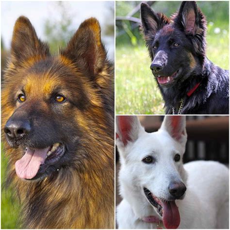 47 What Are The Different Types Of Shepherd Dogs Png Pet Zone