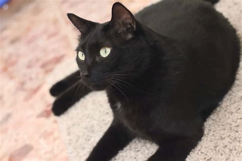 Do Black Cats Turn Brown With Age 5 Interesting Topics My Mini Panther
