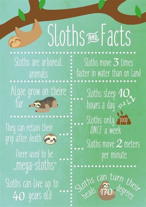 Pin By Deborah Roth On Fun Facts Sloth Facts Cute Sloth Pictures Sloth