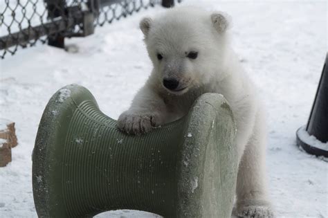 Melt Your Heart New Polar Bear Cub Video Is Simply Adorable