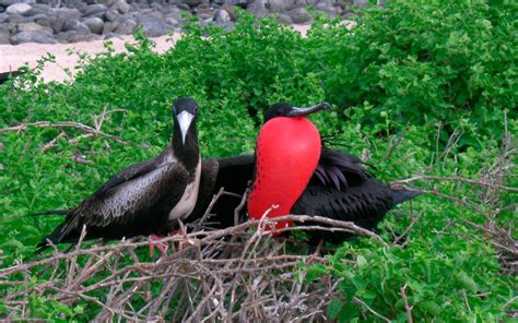 The Galapagos Royal Frigatebird Galapagos Islands Blog