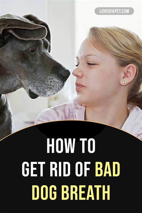 How To Get Rid Of Bad Dog Breath Treatments And Prevention Love Of A