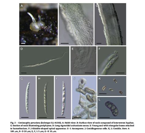 New Species Of Freshwater Fungi From Peru Fungi Of Peru