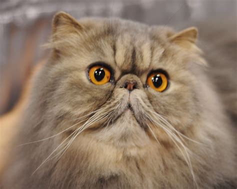 Cute Overload Top 5 Most Expensive Cat Breeds