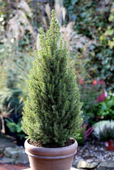 Picea Glauca ‘perfecta In 13cm Pot Small Bushy Tree Carbeth Plants