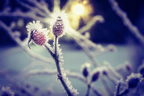 Wallpaper Fujifilmxt Winter Coldness Kalte Frost Rosehips