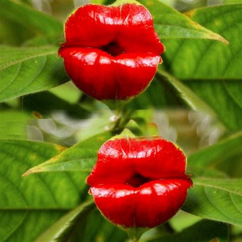 Egrow 100 Stücke Rote Lippen Blumensamen Sexy Kuss Rosige Lippen