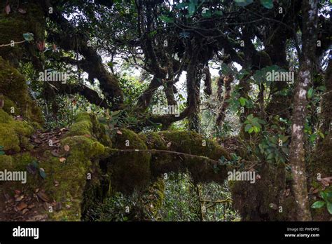 Subtropical Forest In Nepal Stock Photo Alamy