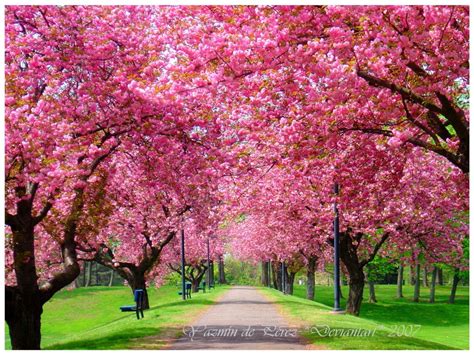 Screensaver will be a worthy decoration of your this screensaver shows you off the beautiful images of plants, flowers and trees blooming in spring. Image result for free spring screensavers | Spring ...