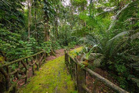Amazon Tropical Rainforest Jungle Landscape Amazon Yasuni National