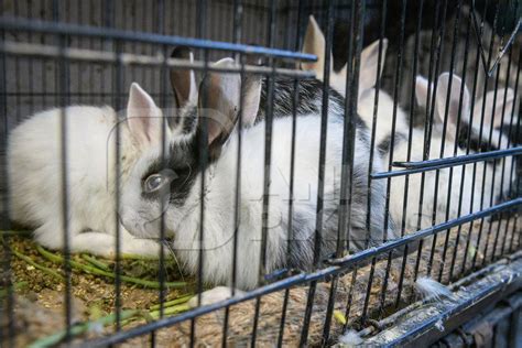 Baby Rabbits In Cages On Sale As Pets At Kabootar Market Delhi India