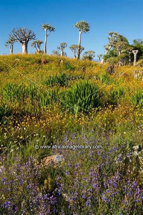 Photos And Pictures Of Spring Flowers In Ramskop Wildflower Garden