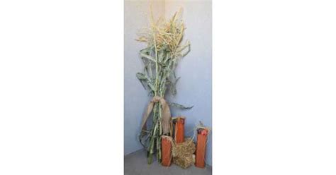 There are many new ways to cook corn to make this bland and common ingredient close to being a cuisine to be enjoyed by all. Dried Corn Stalks for sale - Dried Corn Bundles