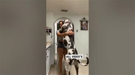 😍hot Girl And Big Dog Sex Status Video 🤩 Hot Sex Video 😘 Shorts