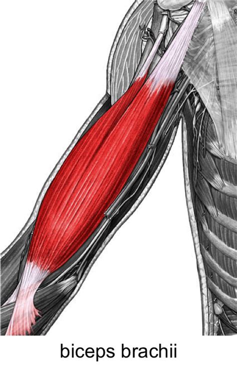 Shoulder ПЛЕЧИ The Biceps Brachii Muscle