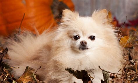Popular Pomeranian Haircuts Splash And Dash For Dogs