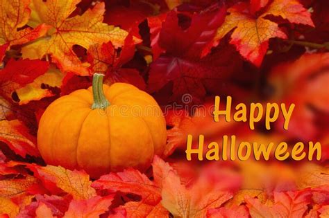Happy Halloween Stock Photo Image Of Harvest Plant 11574316