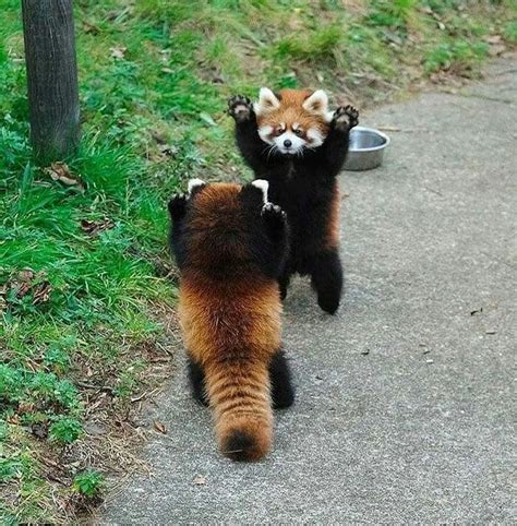 This Is How Red Pandas Tries To Intimidateferocious😍 Raww