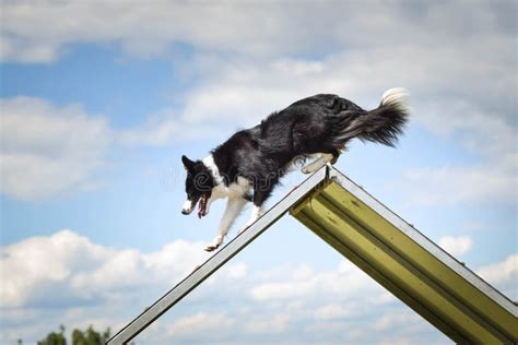 Crazy Border Collie Is Running In Agility Park Stock Photo Image Of