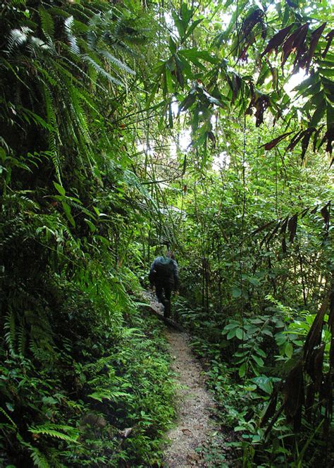 We knew that there were guided night treks organised by the rangers here. Malaysia - jungle trekking in Cameron Highlands 05