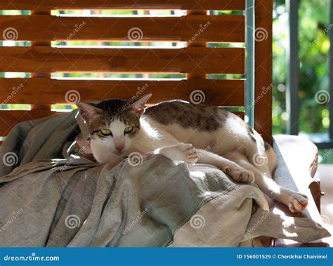 Close Up Tabby Cat Lie Down On A Fabric On The Chair Stock Image