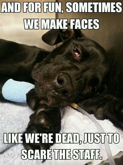 Vet Tech Quotes Vet Tech Humor Veterinary Humor