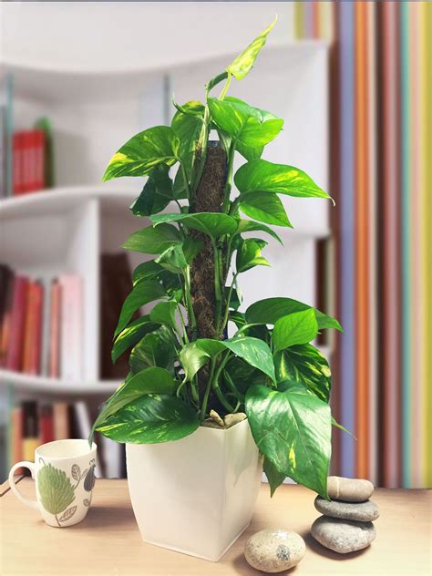 1 Devil S Ivy Golden Pothos Ivy Arum Evergreen Indoor Garden House Plant In Pot Ebay