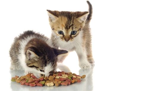 This will really come in handy when you forgot to grab if you want to give your cat baby food, then choose the type which contains meat (minus the ingredients mentioned above)! Packaged Facts releases new 'Pet Food in the US' report ...