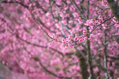 Sakura Tree Stock Image Image Of Bloom Natural Beautiful 170386899