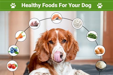 You Can Share These Nine Healthy Foods With Your Dog Canadapetcare Blog