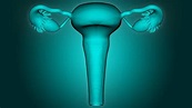 Women Private Parts Pictures, Images and Stock Photos - iStock