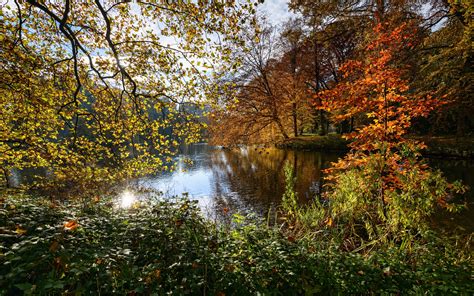 Wallpaper Netherlands Nature Landscape Autumn Trees