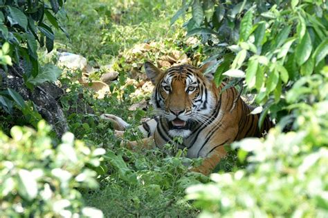 Harimau Benggala Pesona Terbesar Hutan India ANTARA News