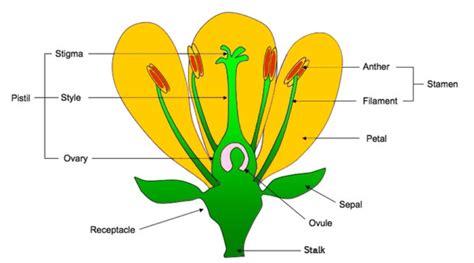 Among The Following Identify The Correct Order Of Plants Which Exhibit