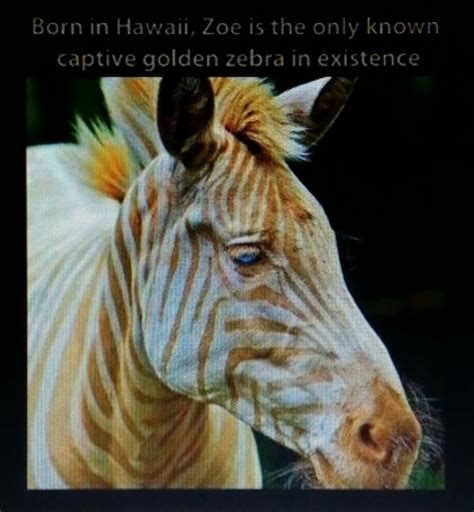 Golden Zebra Rare Animals Albino Animals Cute Animals