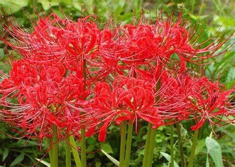 Red Lycoris Bulbspider Lilylycoris Radiata 5 Bulbs Bulbs Roots
