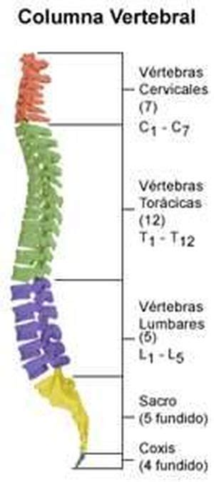 Columna Vertebral