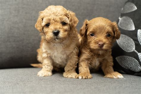 The maltipoo is a cross between a maltese and toy or miniature poodle. Maltipoo Puppies for Sale in Ohio - Top 5 Breeders (2021) We Love Doodles